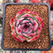Echeveria 'Casio' Variegated 2" Succulent Plant