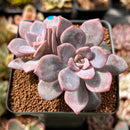 Echeveria 'Missing You' 2" Cluster Succulent Plant