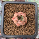 Echeveria 'Primera' 1/2" Very Small Seedling Succulent Plant
