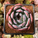 Echeveria 'Starmark' 2" Succulent Plant