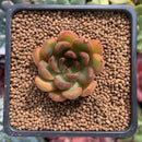 Echeveria Agavoides 'Red Bell' 1" Succulent Plant