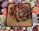 Echeveria Agavoides sp. 2"-3" Succulent Plant