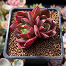 Echeveria Agavoides sp. 2" Succulent Plant