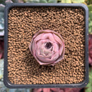 Greenovia 'El Hiero' 1" Succulent Plant