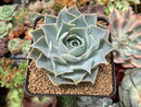 Echeveria 'Willi Willi' 4" Powdery Succulent Plant