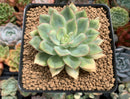 Echeveria 'Esther' Variegated 3"-4" Succulent Plant