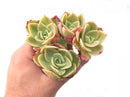 Echeveria 'Pastel' Cluster 6” Rare Succulent Plant