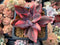 Echeveria 'Hanaikada' Variegated 3" Succulent Plant