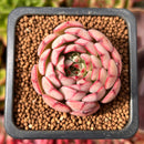 Echeveria 'Zeta' 1" Succulent Plant