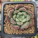 Echeveria 'Christmas Carol' 1" Small Succulent Plant