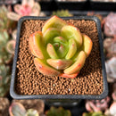 Echeveria 'Rainbow Charlotte' 1" Succulent Plant