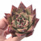 Echeveria Agavoides Mexican Maria Freckled 3” Rare Succulent Plant