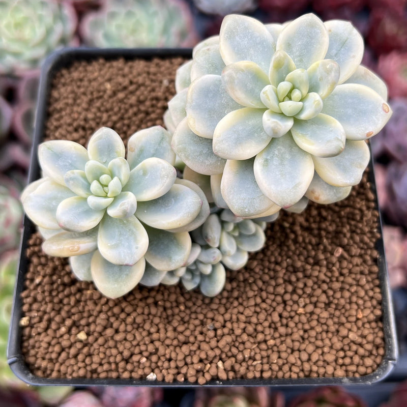 sedum clavatum succulent Sedum 'Clavatum' Variegated 2"-3" Cluster Succulent Plant