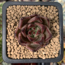 Echeveria Agavoides 'Romeo' 1" Succulent Plant