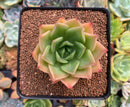 Echeveria Agavoides 'Hongja' 2" Succulent Plant
