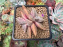 Echeveria 'Xichuensis' 2" Cluster Succulent Plantt