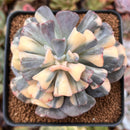 Echeveria 'Cubic Frost' Variegated 2"-3" Succulent Plant