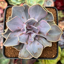 Echeveria 'Valkyrie' 3" Succulent Plant