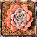 Echeveria 'Sofia' 2" Succulent Plant