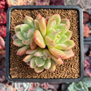 Echeveria 'Yellow Champaign' 3" Cluster Succulent Plant