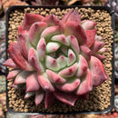 Echeveria 'Colorata' 3"-4" Succulent Plant