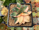 Echeveria 'Monocerotis' Variegated 3" Succulent Plant