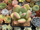 Pachyphytum 'Doctor Cornelius' 2" Succulent Plant