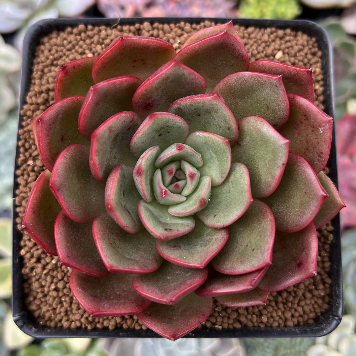 Echeveria Agavoides 'Red Fantasy' 3" Succulent Plant