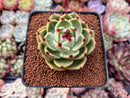 Echeveria Agavoides 'Blue Dragon' 2"-3" Succulent Plant