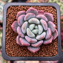 Echeveria 'Lepe' 1" Succulent Plant