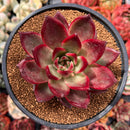 Echeveria Agavoides 'Red Beach' 4" Succulent Plant