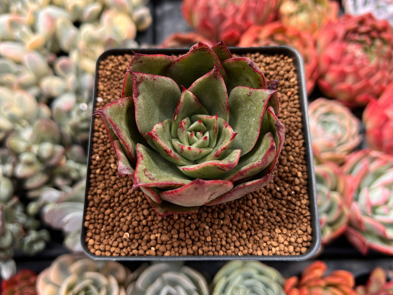 firebird succulent Echeveria Agavoides 'Firebird' 2" Succulent Plant – True Succulents Plant  Co