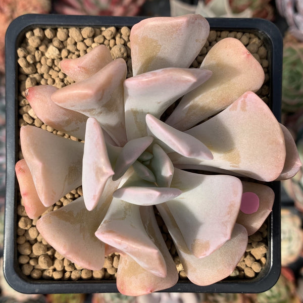Echeveria 'Pink Exotic' 2"-3" Succulent Plant