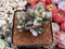 Cotyleydon Orbiculata Var. 'Hoppi' Variegated 3" Cluster Succulent Plant