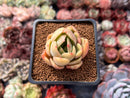 Echeveria 'Green Puff' 2" New Hybrid Succulent Plant