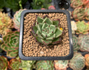 Echeveria Agavoides 'Sarabony' 1" Succulent Plant