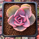Echeveria 'Rainbow' Variegated 1" Succulent Plant