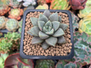 Echeveria 'Summer' 1" Succulent Plant