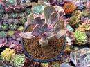 Pachyveria 'Jocelyns Joy' Variegated 3" Succulent Plant