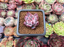 Echeveria 'Coloseum' 1" Small Succulent Plant