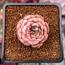 Echeveria 'Zeta' 1" Succulent Plant
