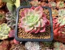 Echeveria 'Mellow Yellow' 2" Succulent Plant