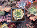 Echeveria Runyonii Variegated (Aka Echeveria 'Akaihosi' Variegated) 2" Succulent Plant