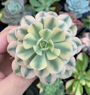 Echeveria Runyonii Variegated (Aka Echeveria 'Akaihosi' Variegated) 2" Succulent Plant