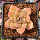 Echeveria 'Moralbi' 1" Succulent Plant