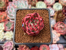 Echeveria Agavoides 'Fire Pillar' 2" Succulent Plant