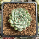 Echeveria 'Mexensis Zaragosa' 1" Succulent Plant