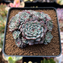 Echeveria 'Tuxpan' Cluster 2"-3" Succulent Plant