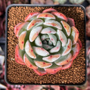Echeveria 'Starmark' 3" Succulent Plant