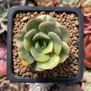 Echeveria 'Nicksana' Variegated 1" Cutting Succulent Plant